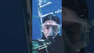 The sharks are big at Guadalupe shark diving ocean gopro scubadiving greatwhite [upl. by Markland]