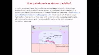 How Helicobacter pylori survives stomach acidity [upl. by Irt]