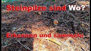 Steinpilze erkennen und sammeln [upl. by Aneeles]