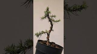 Rough initial styling on a blue atlas cedar💙 bonsai fyp fy howto diy tutorial movement trunk [upl. by Eeldivad387]