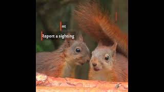 Red Squirrel Awareness Week 2024 [upl. by Leanne]