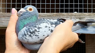 A Family of Extreme Marathon Champions Racing Pigeons [upl. by Turnbull945]