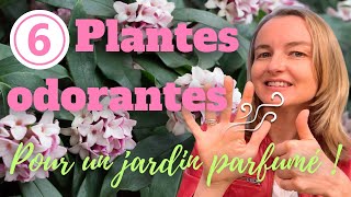 6 plantes odorantes pour un jardin agréablement parfumé [upl. by Jarlathus466]