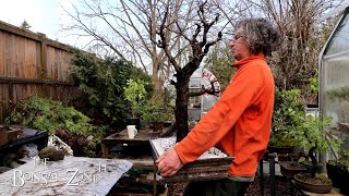 Repotting My Large Buckthorn The Bonsai Zone April 2024 [upl. by Minna]