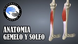 Musculo gemelo y soleo anatomia del triceps sural [upl. by Elyag]