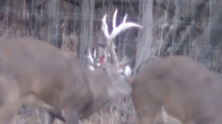 210 Inch Buck In Mating Season  Huge Antlers [upl. by Demeyer]