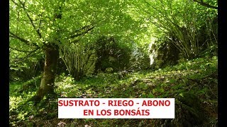 RELACIÓN ENTRE SUSTRATO RIEGO Y ABONO EN BONSÁI ֍ CURSO BÁSICO DE BONSÁI ✅ [upl. by Anom559]