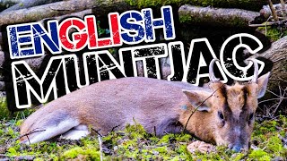 Muntjac Hunting  From a Saddle  World First [upl. by Melac]