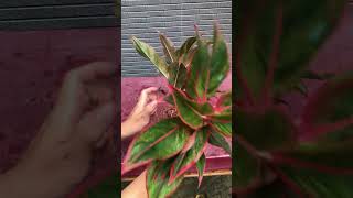 Hydroponic Aglaonema Easy Steps to Grow in Water greenworkspace plants houseplants [upl. by Irollam]