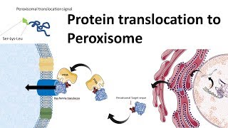 Protein transport to peroxisome [upl. by Ardath692]