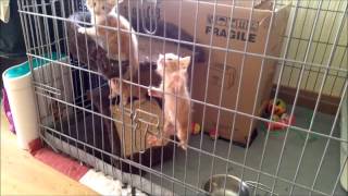 Climbing kittens in the cage [upl. by Bartko]