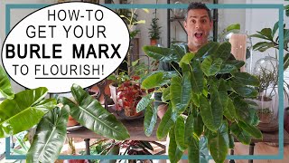 Houseplant Trends 2022 HowTo Get Your Philodendron Burle Marx To FLOURISH with New Growth [upl. by Dorina983]