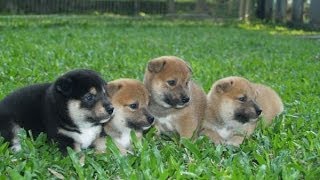 The Best Of Shiba Inu Puppies [upl. by Kistner580]