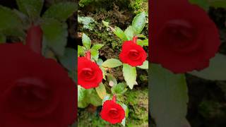 achimenes plant kerala garden ideas youtubeshorts nature trendingshorts  shorts viral [upl. by Leunas]