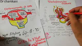 Renal system 79  How high protein intake increases renal blood flow and GFR [upl. by Ellerred]