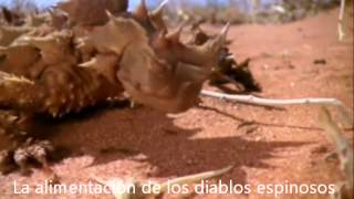 Moloch horridus  Thorny devilwmv [upl. by Ahsener]