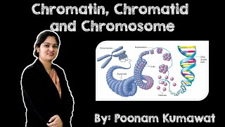 Chromatin Chromatid and Chromosome  Cytology  Genetics  Molecular Biology [upl. by Fidelity997]