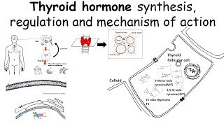 Thyroid hormone synthesis regulation and mechanism of action [upl. by Ahsenor327]