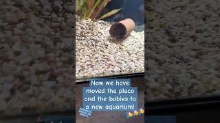 bristlenose pleco got a new home bristlenose pleco aquarium fish babyfish cute plecofish [upl. by Sinclair]