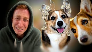 Olivia the Famous Corgi from Hammy and Olivia Dies at 8 Chris Breaks down [upl. by Legnaesoj]