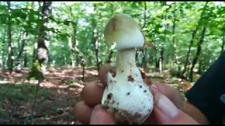 Amanita phalloides  zelena pupavka najsmrtonosnija gljiva [upl. by Airyk]