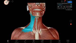 Bahasa l 3D Anatomi Musculus Collum otot leher [upl. by Wisnicki6]