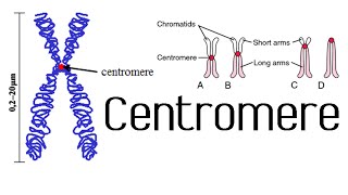 Centromere and kinetochore  chromosome structure and function [upl. by Enimrej]