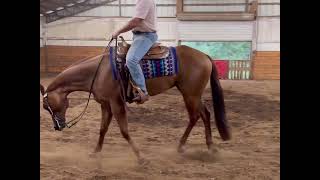 2019 AQHA IBHA ABRA Gelding WINNIES WILLY [upl. by Lahcar]