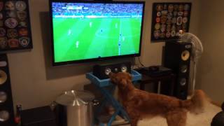 Sports loving dog watching the World Cup [upl. by Vita]