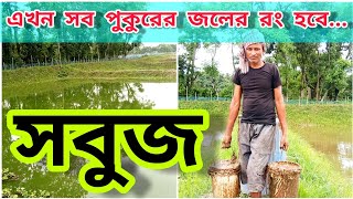 পুকুরের জলের রং সবুজ করার পদ্ধতি  Production of Phytoplankton in Pond  সরাসরি AM Aqua Farm থেকে [upl. by Boorman]