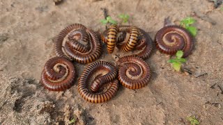 Check to see many millipedes millipede snake insectworld [upl. by Duester]