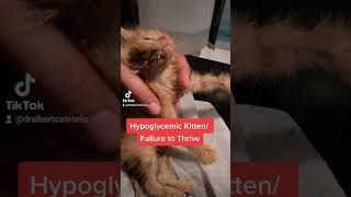 Kitten Hypoglycemic Attack [upl. by Aihsenat]