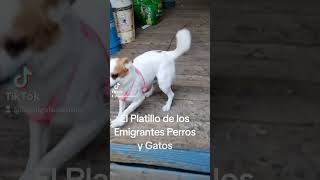 Platillo de Moda segun Trompas videoviral [upl. by Baptista236]