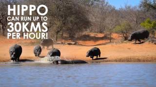 Hippos top speed faster than average human [upl. by Anayaran781]