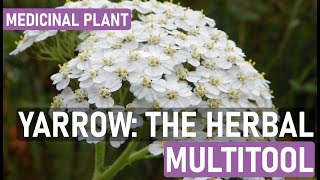 Yarrow Plant Benefits Uses and How to Grow Yarrow for Natural Remedies [upl. by Timothea408]