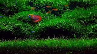 Planted Aquarium  Moss Aquascape  4K Cinematic [upl. by Suckow]