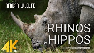 4K African Wildlife  RHINOS amp HIPPOS  African Wild Animals 2 HOUR [upl. by Anaylil]