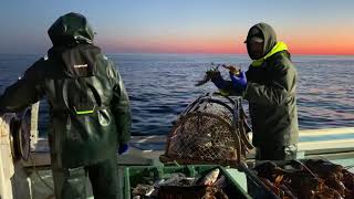 The Prince of Tides  Captain Dustin MacInnis May 2019 Hauling and Checking the Lobsters [upl. by Aible]