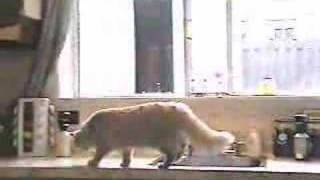 Cat behavior problem solution the ssscat [upl. by Shaine]