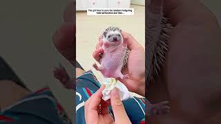 The girl tries to save the newborn hedgehog from suffocation hedgehog babyhedgehog short [upl. by Ahsinna494]