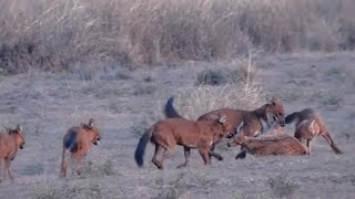 Cães selvagens devorando cervo [upl. by Odnesor397]