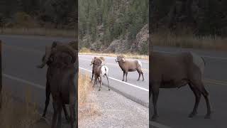 Big Horn Rams Butting Heads [upl. by Helms]