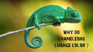 Why do chameleons change color [upl. by Ofella586]