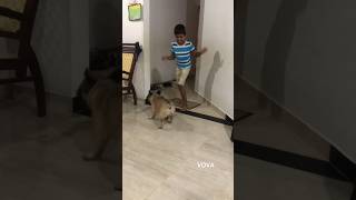 VOVA  My best play buddy🐶pets funnyanimals funnypets puppy bulldog doglover frenchies [upl. by Atalya]