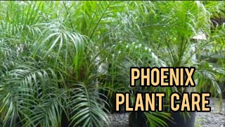 Phoenix Plant  information  made by plant care with sahar [upl. by Nyad224]