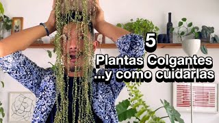 5 plantas colgantes FÁCIL de cuidar y muy bonitas [upl. by Whitehouse]