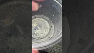 Spiderlings having a drink jumpingspider cutepets hobby breeder smallbusiness shorts [upl. by Esidnac297]