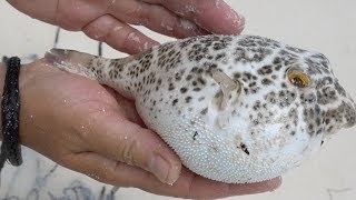 Puffer Fish Inflating and Deflating [upl. by Nocam]