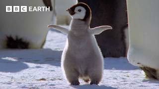 Best Penguin Moments  BBC Earth [upl. by Chard]