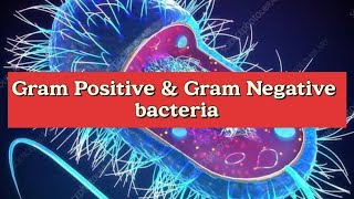 Gram Positive vs Gram Negative Bacteria microbiology bacteria [upl. by Bohlen21]